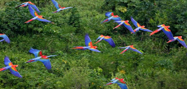 iquitos-tour-bird735x350-1